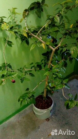 Продам комнатные растения