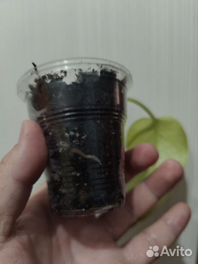 Сциндапсус неон