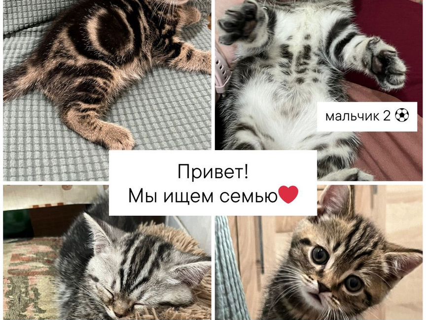 Котята-метисы британские и шотландские