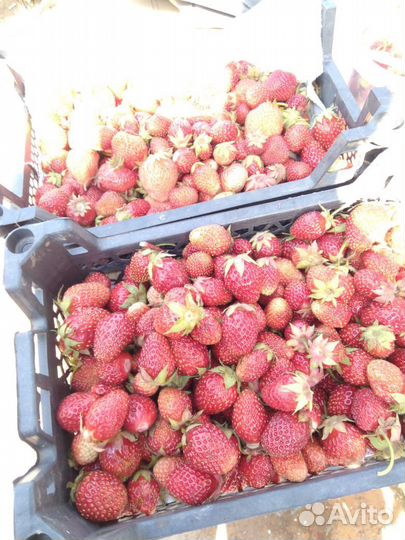 Клубника рассада