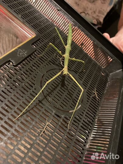 Аннамский палочник