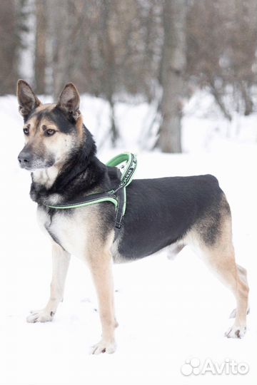 Небольшой бывшедомашний пёс в добрые руки