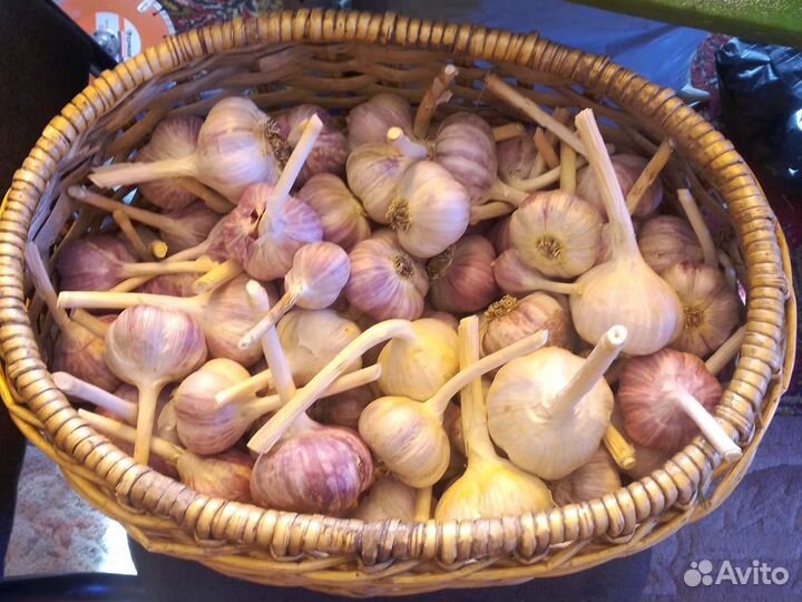 Продам кабачки и чеснок