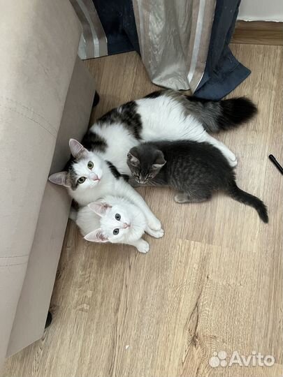 Котята в добрые руки