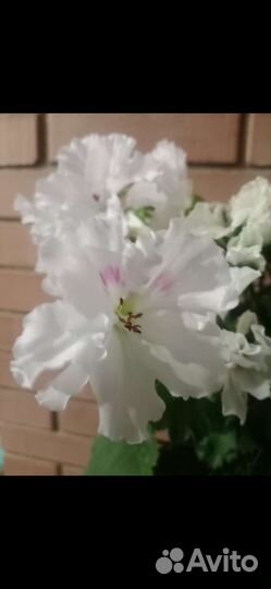 Пеларгония герань