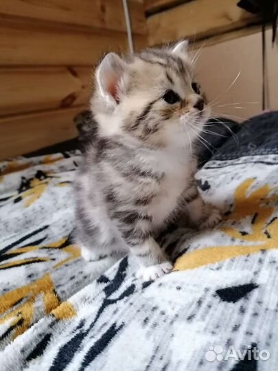 Котята
