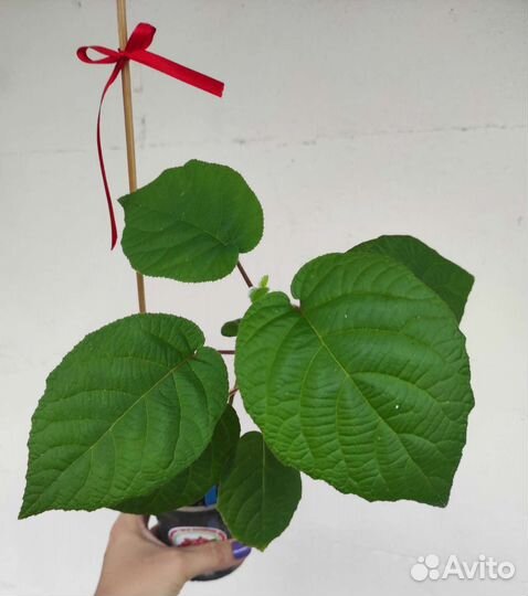 Роициссус, актинидия