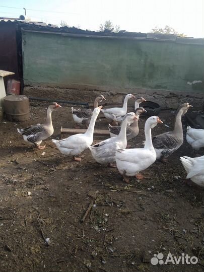 Холмогорские гуси