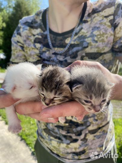 Котята в добрые руки