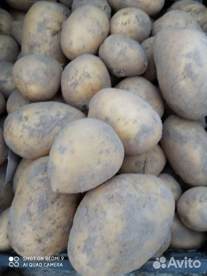 Продам картофель
