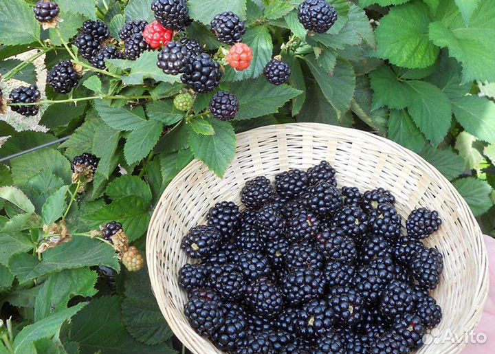 Саженцы домашней ежевики