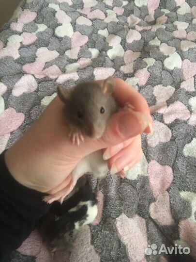 Декоративные крыски