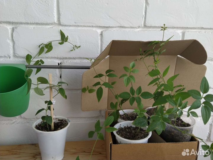 Клематис маньчжурский