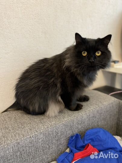 Кот в добрые руки