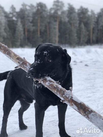 Вязка Лабрадор