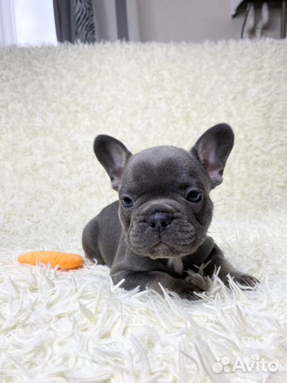 Голубой мальчик французкого бульдога