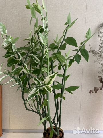 Педилантус -комнатное растение купить в Санкт-Петербурге | Товары для ...