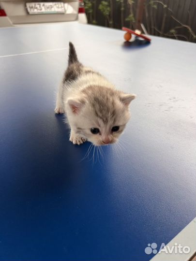 Отдам в хорошие руки