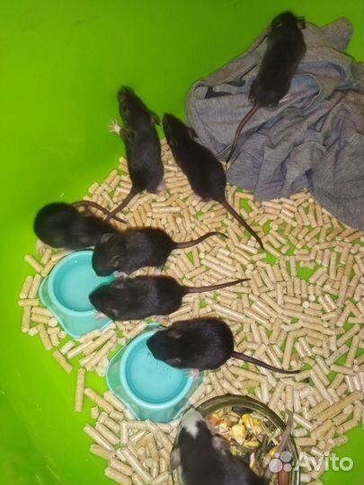 Крысята дамбо