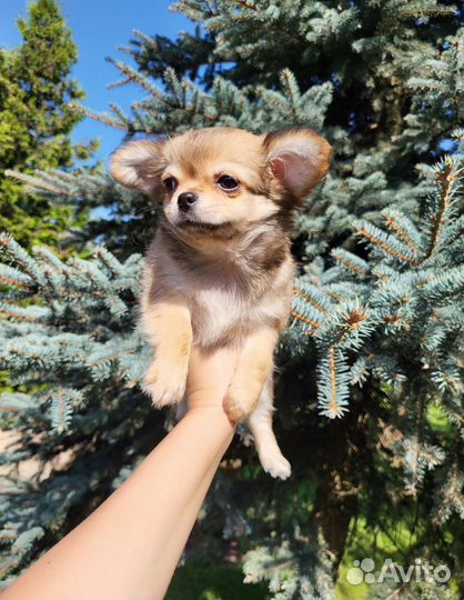 Чихуахуа мини девочка