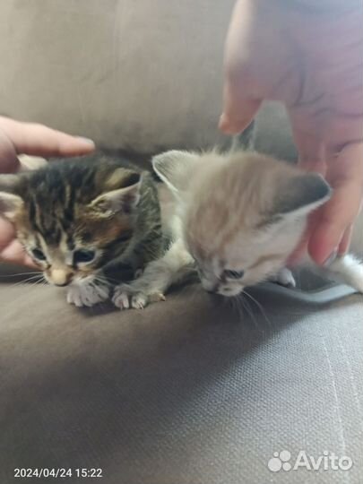 Котята