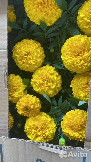 Садовые цветы оптом