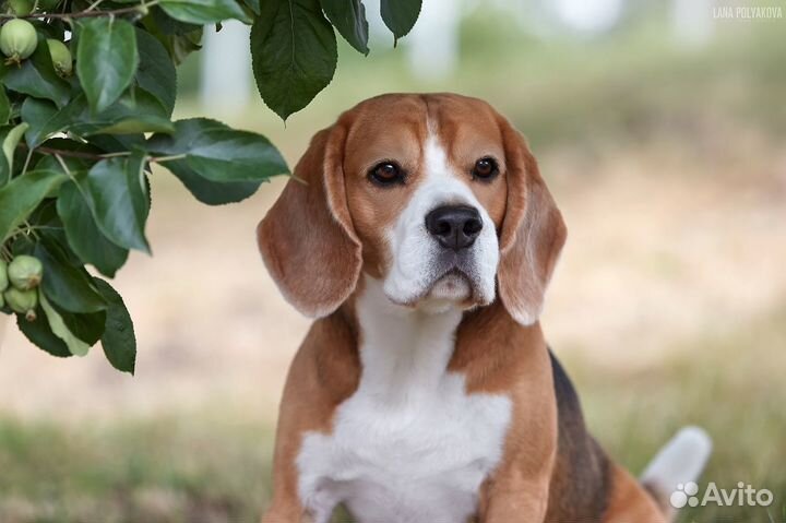 Бигль вязка