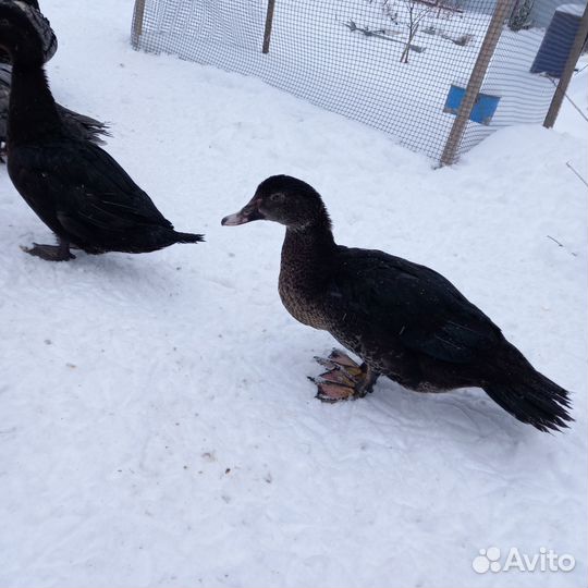 Мускусные утки тяжелые линии петушки