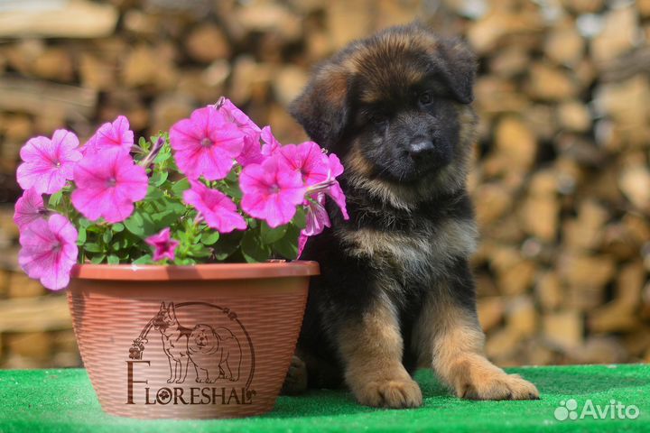 Девочки, длинношерстная и стандартная