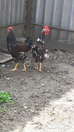 Куры петухи