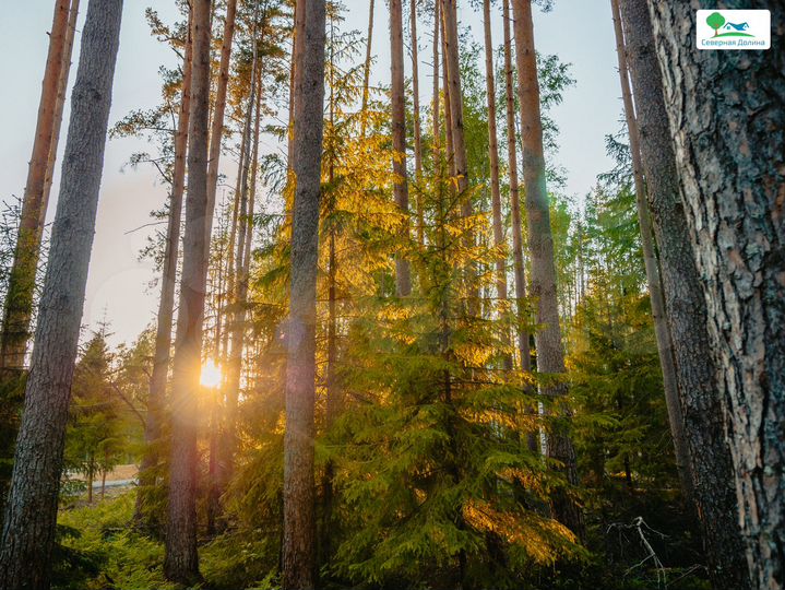 Участок 10 сот. (СНТ, ДНП)