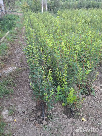 Саженцы Жимолости