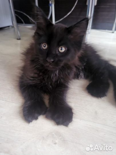 Котята мейн-кун