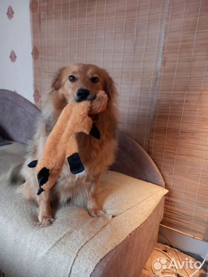 Не крупная собака в добрые руки