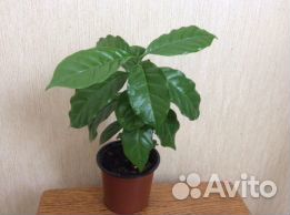 Кофе Арабика (кофейное дерево)