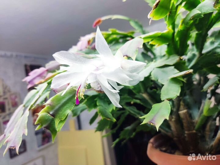 Декабрист белый