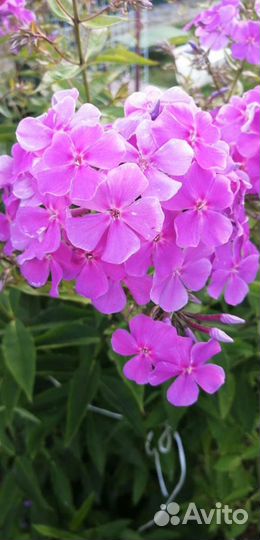 Флоксы многолетние