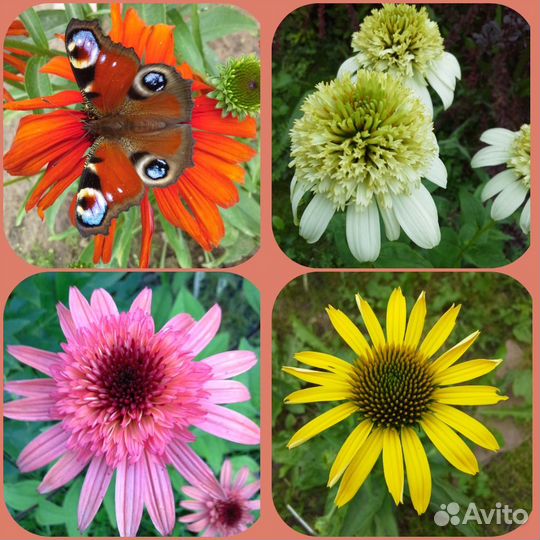 Саженцы эхинацеи