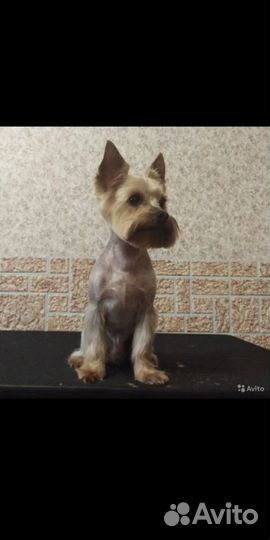 Вязка Йоркширского терьера