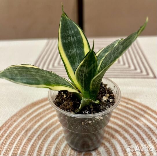 Сансевиерия ханни голд