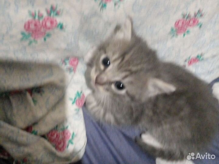 Кошки в добрые руки