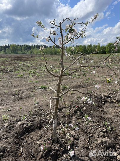 Саженцы яблонь крупномеров 7-10 лет