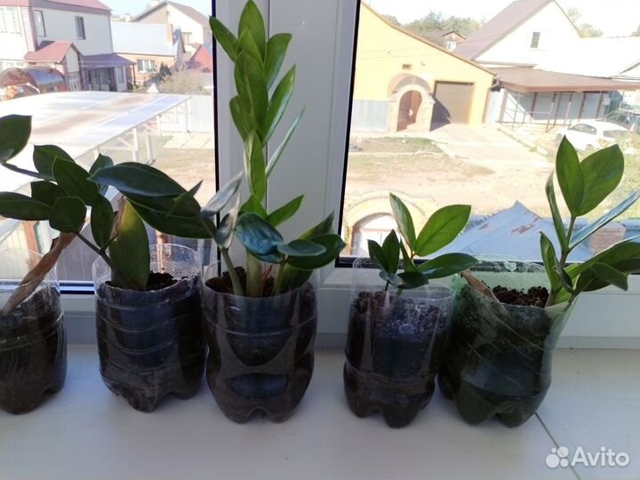 Замиокулькас