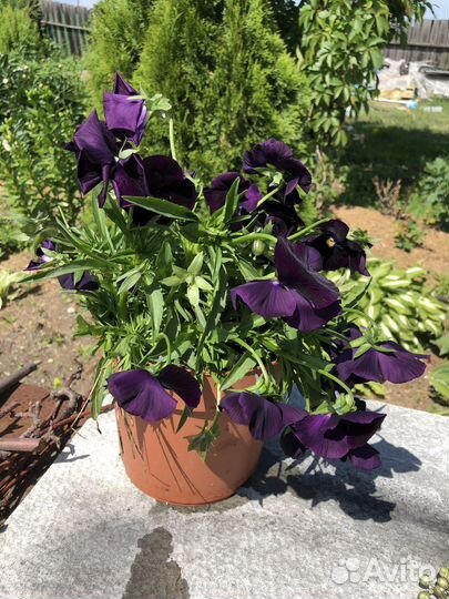 Виола виттрока в горшке