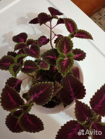 Колеусы черенки с корешками