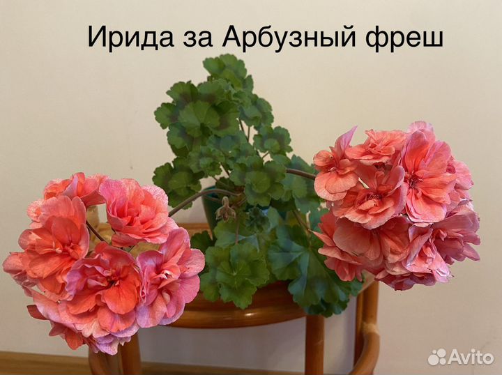 Пеларгонии