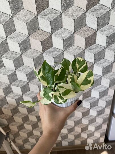 Комнатные растения