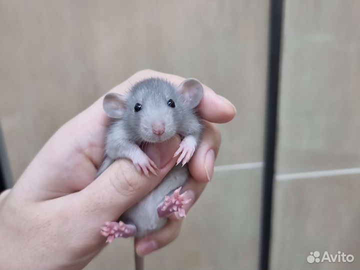 Крысята крыса дамбо хаски голубые шоколад