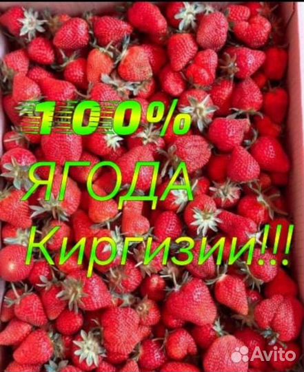 Клубничка киргизии