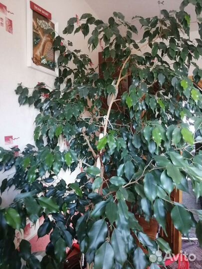 Фикус бенджамина большой